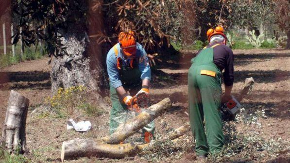 Dl Semplificazioni, obbligo di distruzione degli ulivi con Xylella