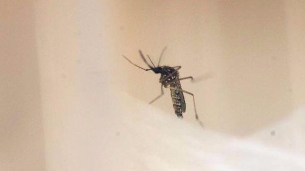 Virus Zika, da incubo ad arma anti-cancro