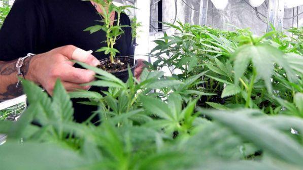Cannabis legale, Salvini: "La proposta M5s non è nel contratto di governo e non passerà mai"