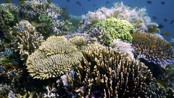 Golfo del Messico, annunciata la scoperta di 5 barriere coralline
