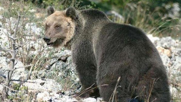 Tutti hanno paura dell'orso M49, sentieri deserti e niente pic-nic