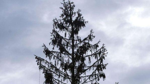 Natale, in arrivo a Roma l'albero successore di "Spelacchio"