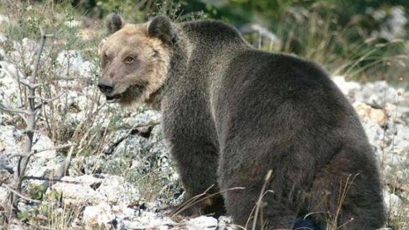 Orso M49, gli animalisti a Tgcom24: "Non fa male a nessuno, bisogna lasciarlo in pace"