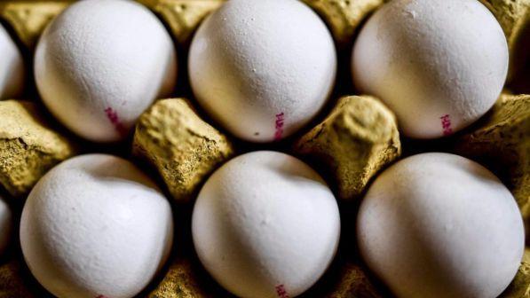 Venti tonnellate di uova contaminate vendute in Danimarca