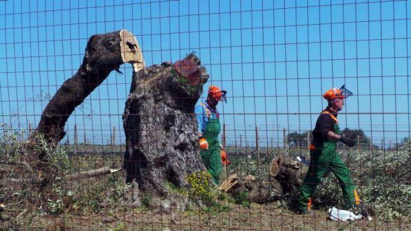 Dl Semplificazioni, stop alla "tassa bontà" e carcere per Xylella: ecco le novità