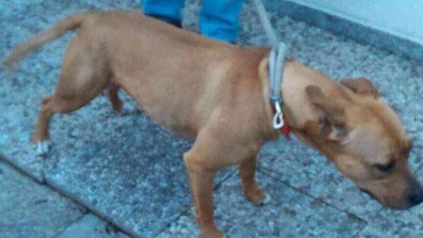 Bari, uccide un pitbull a colpi di pistola: arrestato 59enne