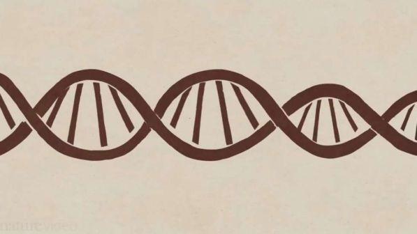 Medicina di precisione, per sconfiggere le malattie arriva una super banca del Dna