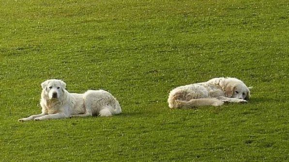 Cane muore poche ore dopo la padrona, il figlio della 70enne: "Erano inseparabili, si è lasciato andare per raggiungerla"