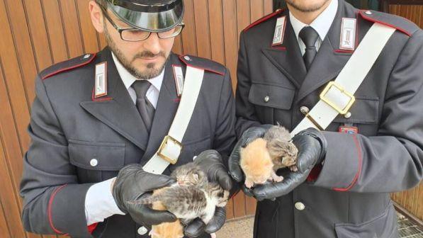 Padova, cuccioli di gatto lanciati nel fosso: denunciato un 17enne