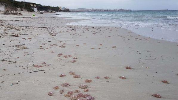 Clima, mare sempre più caldo: meduse spiaggiate ad Alghero