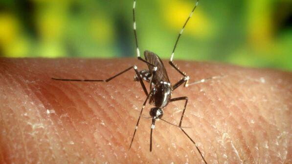 Oms: in Malawi arriva il primo vaccino contro la malaria