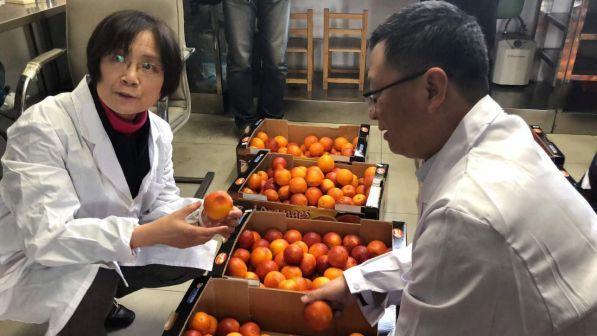 Le arance siciliane volano in Cina grazie ad Alibaba dopo l'accordo con Di Maio