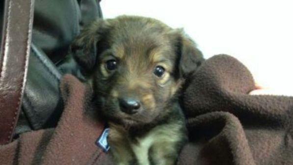 United Continental spedisce un cane per errore in Giappone