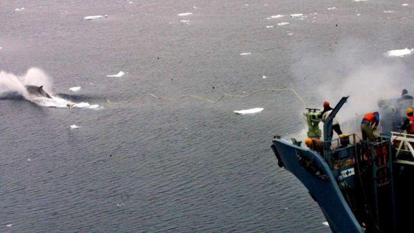 Balene, il Giappone insiste: riprendere la caccia commerciale