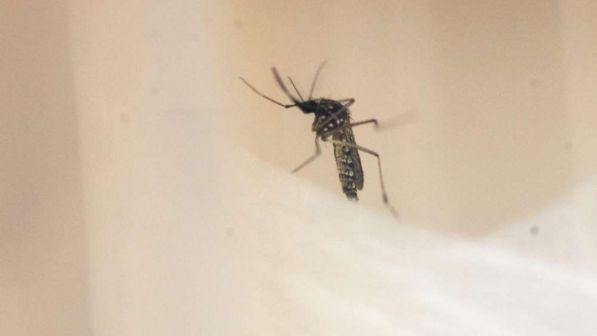 Ue: si avvicina la zanzara che porta la febbre gialla e il virus Zika