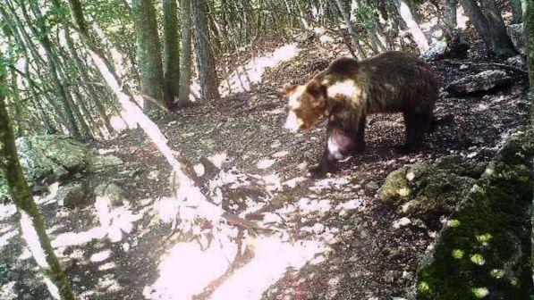Trento, l'orso M49 immortalato da una fototrappola durante la fuga. Consulta: legittima legge su abbattimento