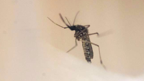 Zika, primo caso in Corea del Sud