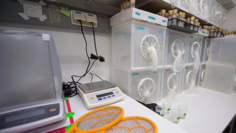 Zika, linee guida per concepimento