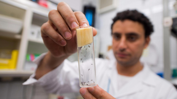 Non solo microcefalia, il virus Zika può danneggiare anche varie parti del cervello