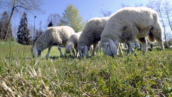Le pecore tosaerba di Roma fanno flop: fieno troppo alto e secco