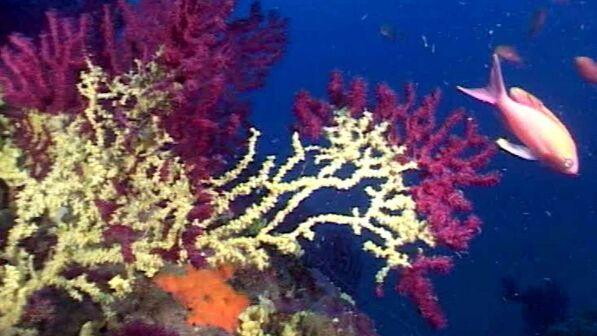 E' allarme per i coralli nel Mediterraneo: il 13% è a rischio estinzione
