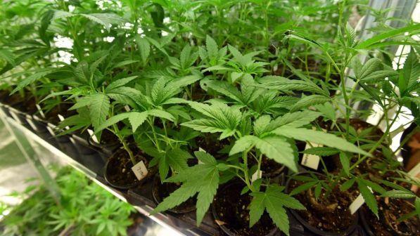 Uruguay, al via la vendita di cannabis in farmacia per uso ricreativo: primo caso al mondo