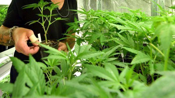 Salvini: chiuderemo i negozi di cannabis | Grillo: questi store non vendono droga