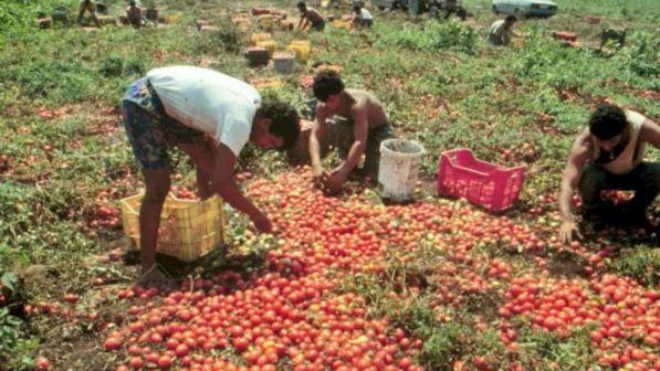 Cosenza, caporalato:1 euro a cassetta frutta, un arresto e 7 denunce