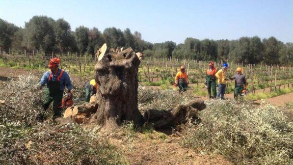 Xylella, monitoraggio Regione Puglia: 144 nuovi ulivi infetti