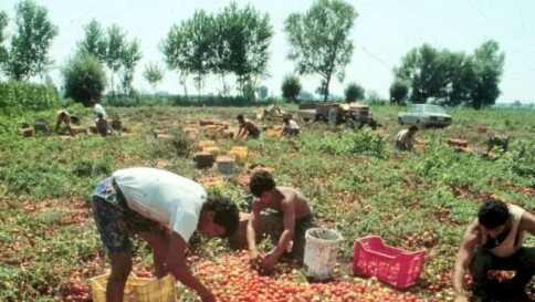 braccianti, pomodori, raccolta, campi