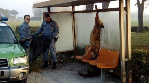 Lupo ucciso e appeso a una fermata del bus nel Riminese, due denunciati