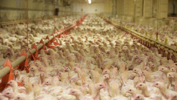 In Italia il 50% degli antibiotici viene consumato negli allevamenti