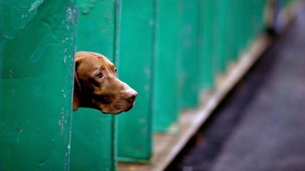 Ciko, il cane da caccia abbandonato dal padrone perché senza fiuto