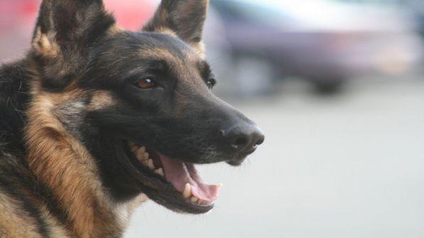 Monza, al consiglio comunale cane poliziotto accusato di essere "fascista"