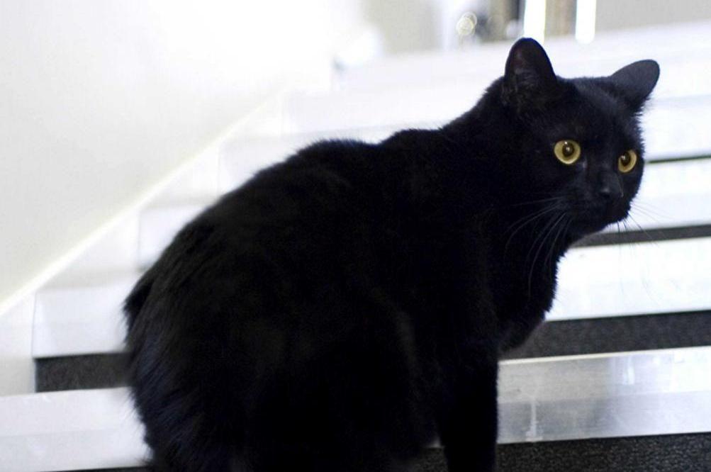 Rieti Gatto Nero Spaventa Una Suora Incidente In Auto Per Evitarlo