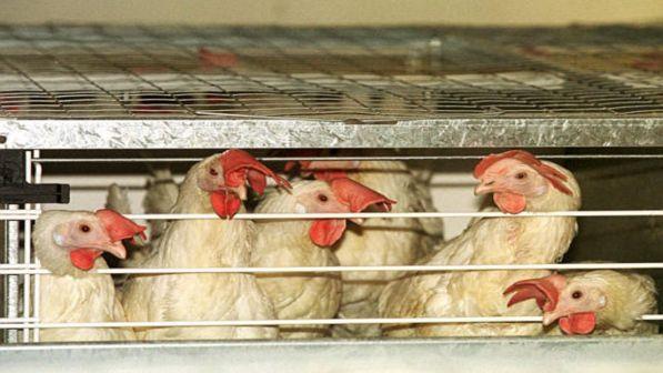 Per ore al caldo, 10mila galline morte d'asfissia nel Bresciano | Indagato l'allevatore
