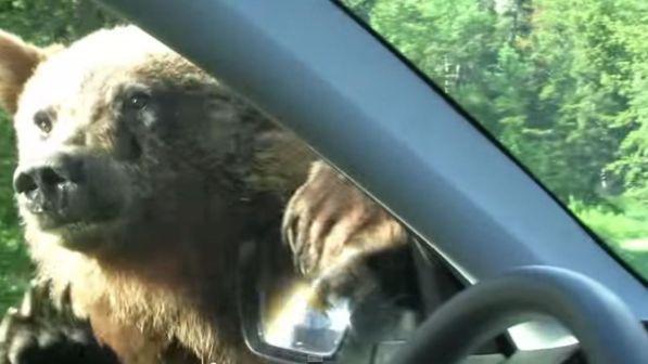 Usa, giudice blocca caccia a grizzly: era la prima dal 1991
