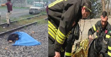Dal Messico ad Arezzo, due cani vegliano per ore i padroni morti
