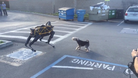 Il cane vero non dà tregua al cane robot: "Il migliore amico dell'uomo sono io!"