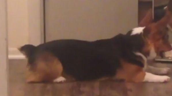 Corea del Sud, uccide il cane del vicino e poi glielo serve in tavola