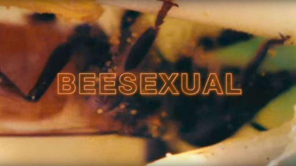 I video porno salveranno le api, PornHub lancia la campagna BeeSexual