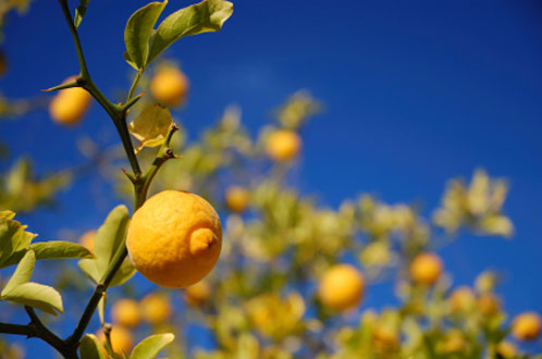 Tutti gli usi del limone