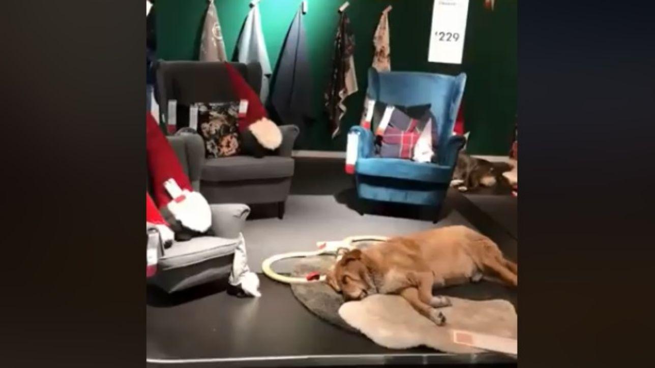 Maltempo A Catania Ikea Spalanca Le Porte Ai Cani Randagi Video