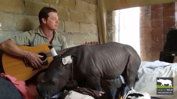 Sud Africa, volontario suona la ninna nanna al baby rinoceronte