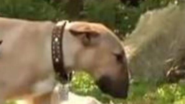 Londra, cane ingerisce crack e uccide il padrone