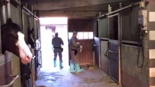 Torino, dopo il blitz di "Striscia la Notizia" torturano lo stalliere: due arresti