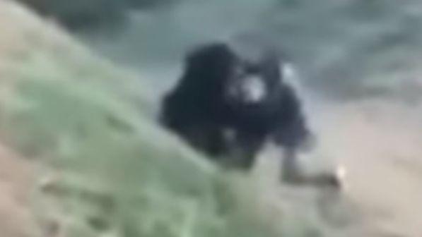 India, vuole farsi un selfie con l'orso ferito: aggredito e sbranato dall'animale