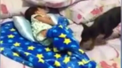 Cagnolina in versione baby sitter, copre la neonata durante il pisolino