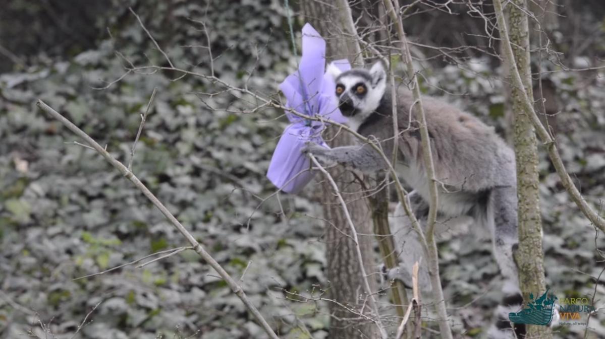 Allo zoo di Bussolengo anche i lemuri hanno festeggiato la Pasqua