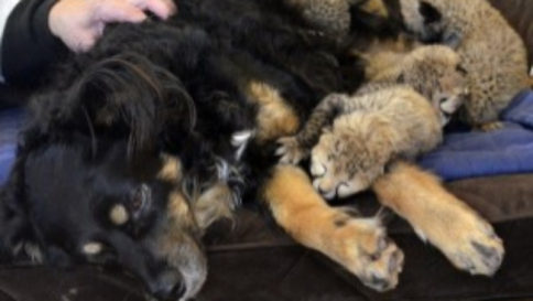 Cincinnati, cane diventa "mamma" di 5 cuccioli di ghepardo